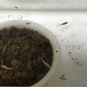 一部メダカ引っ越し三色ラメ体外光、稚魚、ミックスの画像