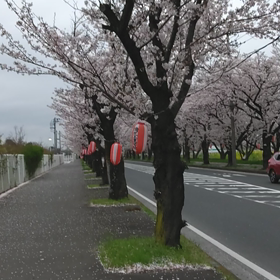 さくら(独唱)   (音質悪しww)の画像