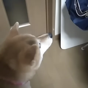 出せ出せワンワン。の画像