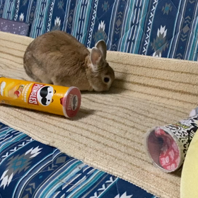 …………偽痛風？の画像