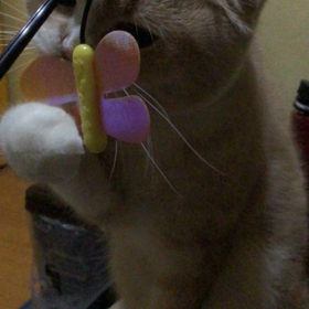 ねこあつめの画像