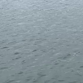 放流予定が変更になりましたの画像