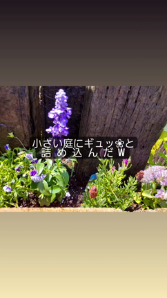 ドライフラワー、深いぃー！！！の記事動画