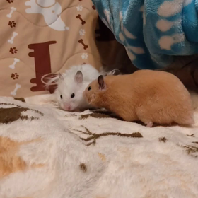 ヤメて。の画像