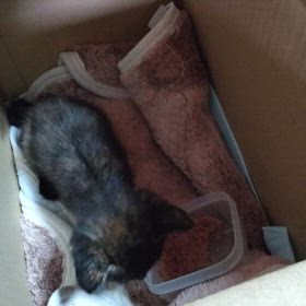 仔猫を保護。の画像