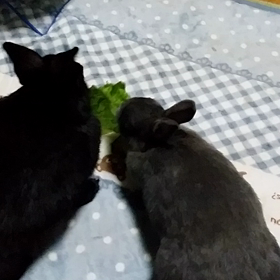 あかーーーーーんの画像