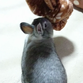 ひざ掛け遊びの画像