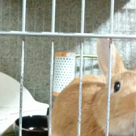 ニオイ付けの画像