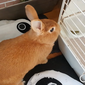やってしまったの画像