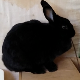 ポリポリポリポリの画像