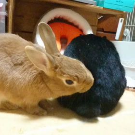 閉店ガラガラの画像