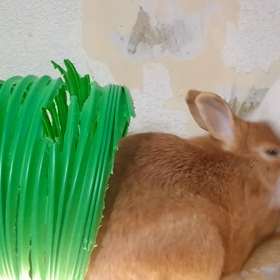 オレは破壊王になる！の画像