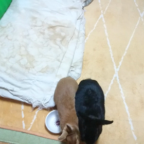 まわる〜まわる〜よ♪ウサ達はまわる〜♪の画像