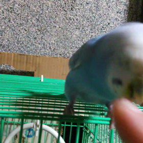 みどりの画像