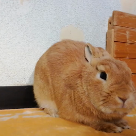 怒られておりますの画像