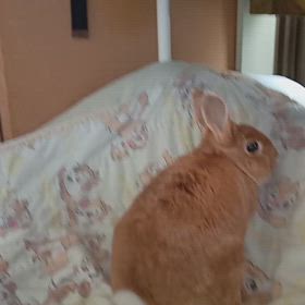 食べないよーだの画像