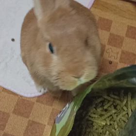 こんなに時期にカイロの画像