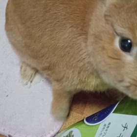 雷ゴロゴロの画像