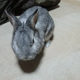 ニンジンさん part2の画像