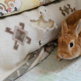 11月ですやんの画像