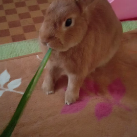 番外編の画像