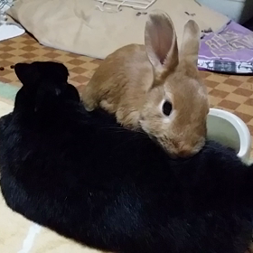 昨日のハナシの画像