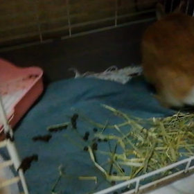前世はきっと猫の画像