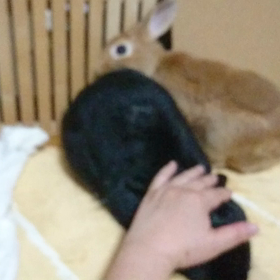 お客さーん、どーっすかー？の画像