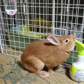 むちゃの心を逆なでるソアの画像