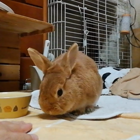 ラグの衣替えの画像