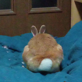 天然ボケの画像