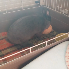 うさばらしの画像