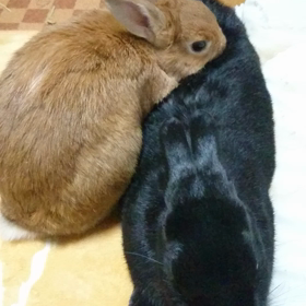 奉仕屋オープンしましたの画像