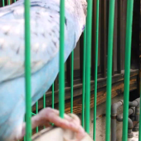 鳥かごゆ～らゆらの画像