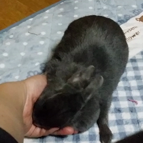 マフマフ遊びの画像