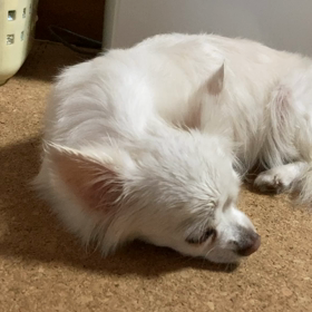 ぱぁ＆るぅの画像