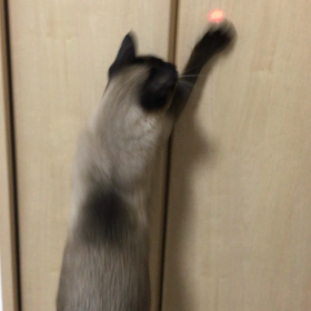 チュービームで遊ぶ猫の画像