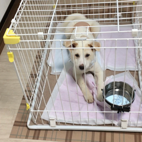 GO保護犬GOミトちゃんの画像