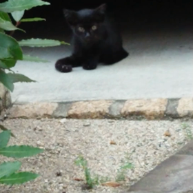 子猫ちゃんの画像