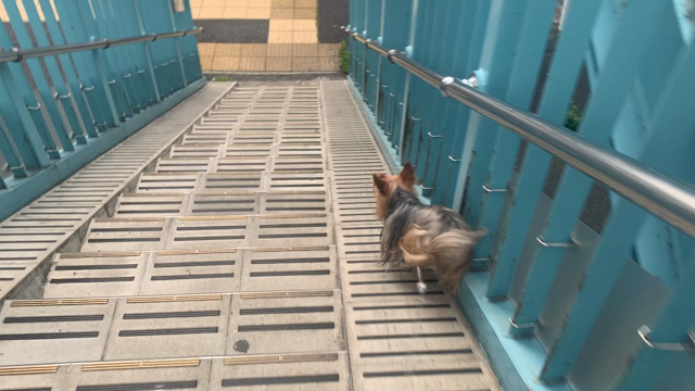 満足散歩の記事動画
