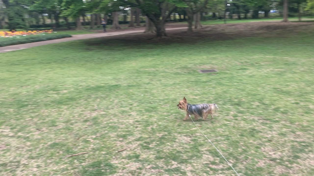 満足散歩の記事動画