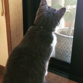セミが気になる。の画像