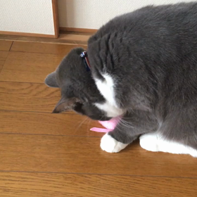 ネズミと仲良し？の画像