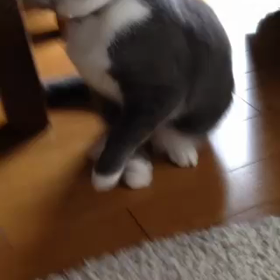 ブリのくしゃみの画像