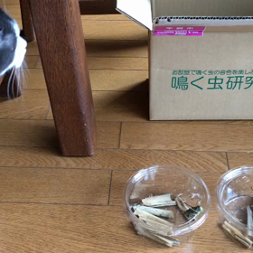 キリギリスにドキドキ。の画像