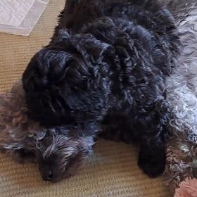 プードルの仔犬ちゃん、の画像