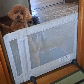 ポチ君明日の午後イチ８時くまらいに。'の画像