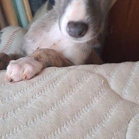 ウイペット飼い主様募集中の画像