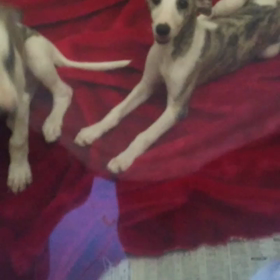 ウィペット❗️仔犬の画像
