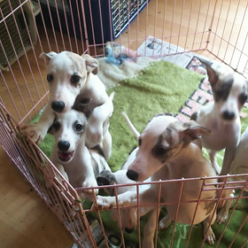 子犬最高⤴⤴の画像